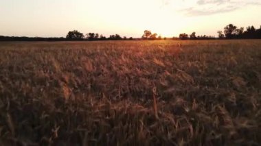 Gün batımında buğdaylı bir tarla boyunca drone hareketi