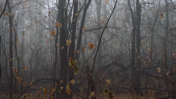 Denso bosque cubierto de niebla — Vídeo de stock