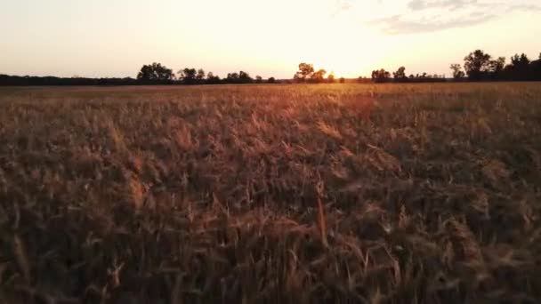Drone beweging langs een veld met tarwe bij zonsondergang — Stockvideo