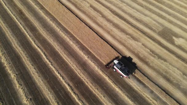 Erntemaschine sammelt Weizen vom Feld. Luftaufnahmen von oben — Stockvideo