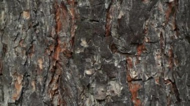 ağaç kabuğu dokusu yakın planda.