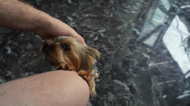 Chien demander des poignées dans le propriétaire — Video