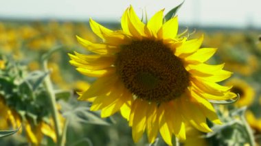 Ayçiçeği tarlasına yakın büyük ayçiçeği