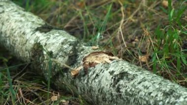 Bir adam yalancı bir ağacı baltayla keser.