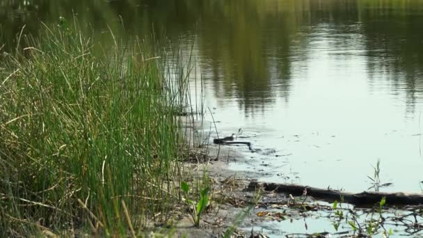 Mały czarny wąż pływa w pobliżu brzegu w pobliżu wody — Wideo stockowe