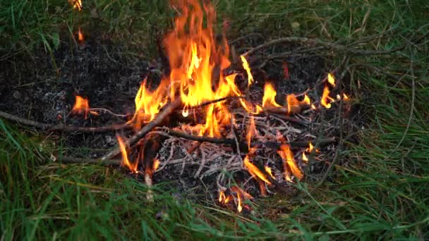 Falò nella foresta la sera tra l'erba — Video Stock