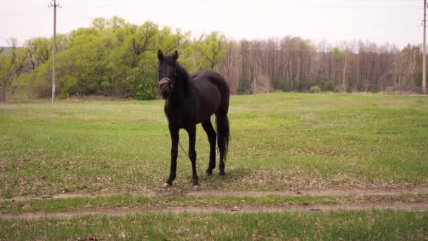 Μαύρο άλογο βόσκησης στον τομέα — Αρχείο Βίντεο