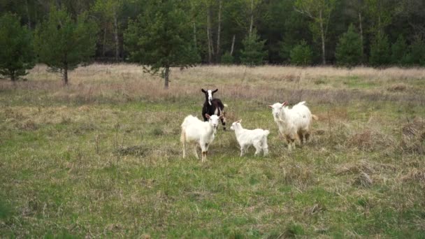 Malé stádo koz pasoucích se na trávníku — Stock video