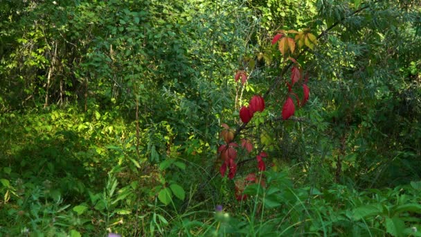 Selva densa, impenetrable durante el día, verde — Vídeos de Stock