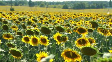 Bir yaz gününde kocaman bir ayçiçeği tarlası
