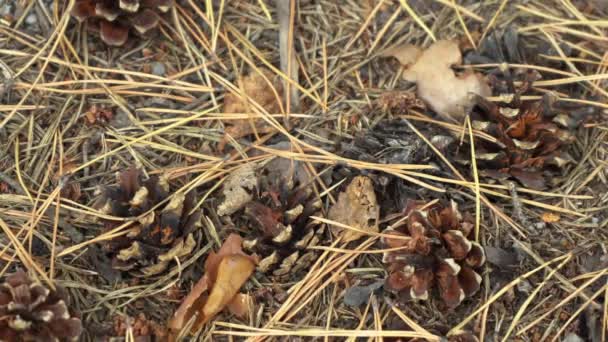 Cones de pinheiro deitado no chão — Vídeo de Stock