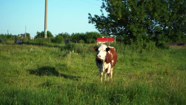 Vache solitaire broutant sur une pelouse verte — Video