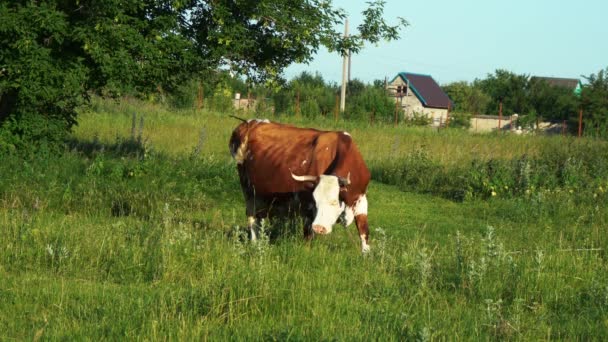 Kuh weidet auf grünem Gras — Stockvideo