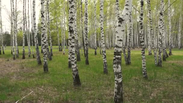 Images de la forêt de bouleaux en profondeur — Video