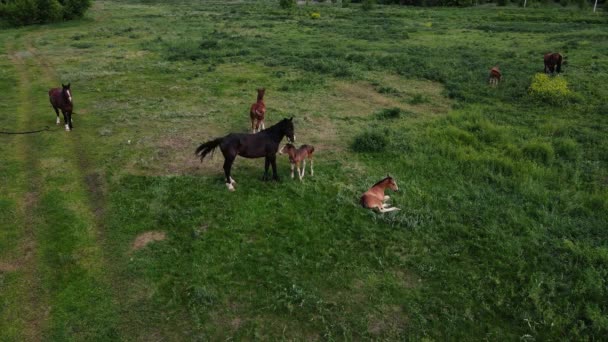 Kudde paarden grazen op het gazon. drone schieten — Stockvideo