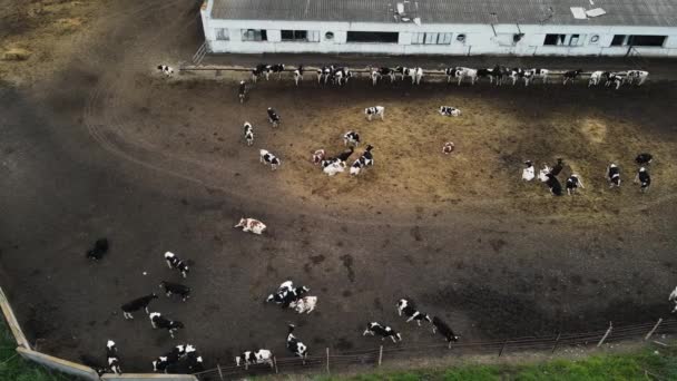 Стадо коров в загоне. Беспилотник — стоковое видео