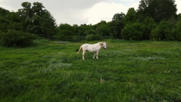 Pâturage de cheval blanc sur une pelouse verte — Video