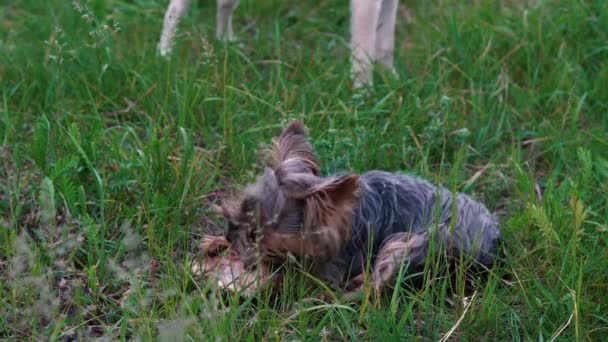 Deux chiens jouent sur l'herbe verte dans la cour de la maison — Video