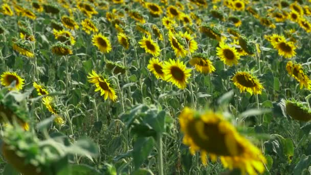 Groot veld van zonnebloemen op een zomerdag — Stockvideo