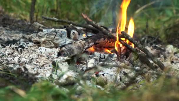 Fogueira ardente na floresta de perto — Vídeo de Stock