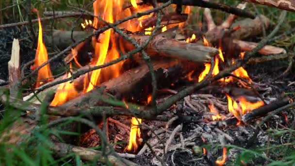Hořící táborák uprostřed lesa — Stock video