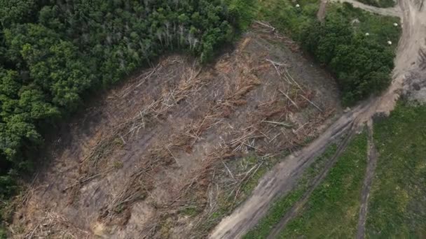 Shooting a fallen forest from a drone. view from above. — Stock Video