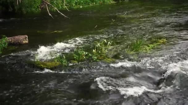 Forte corrente in un fiume di montagna. 4k filmati — Video Stock