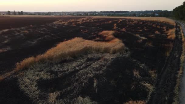 Ein verbranntes Feld mit Weizen auf einer großen Fläche. Drohnenaufnahmen — Stockvideo