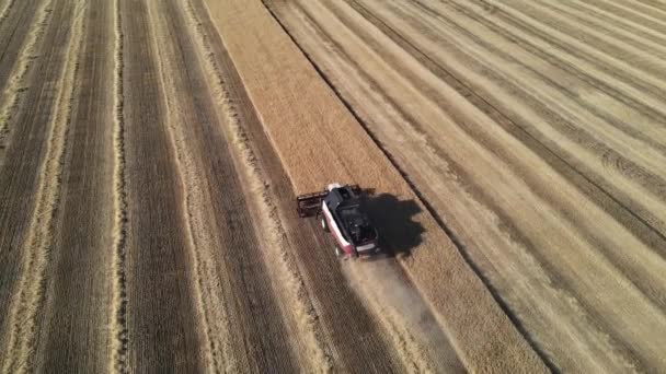 Pemanen mengumpulkan gandum dari ladang yang luas. Rekaman drone — Stok Video