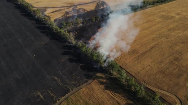 Drone beweging langs een brandend veld met tarwe — Stockvideo