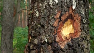 Ahşap dokuya yakın çekim. 4k görüntü