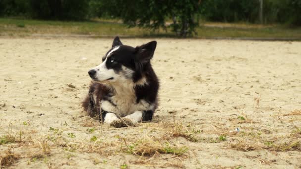 院子里的狗躺在沙滩上. — 图库视频影像