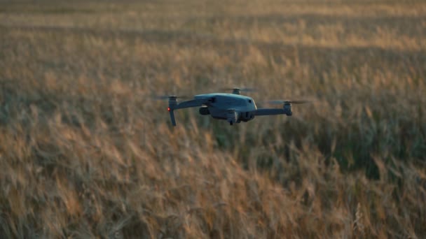 Dron flotando en el aire sobre el fondo de un campo con trigo — Vídeos de Stock