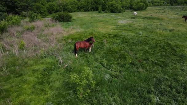 2 cavalos, grandes e pequenos, pastam no campo. tiro aéreo — Vídeo de Stock