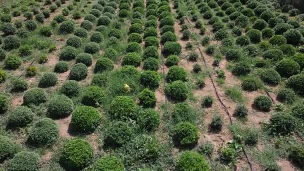 Large farm growing chrysanthemums from a drone — Stock Video