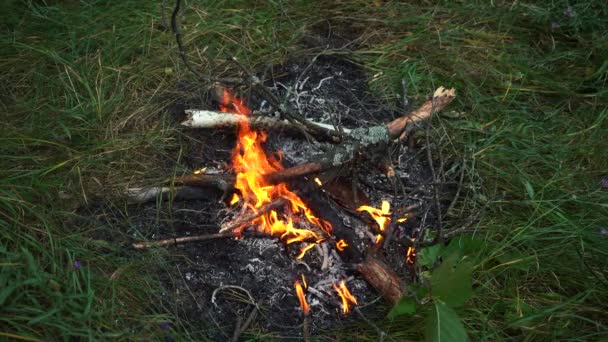 Feu de joie brûlant au milieu de la forêt. — Video