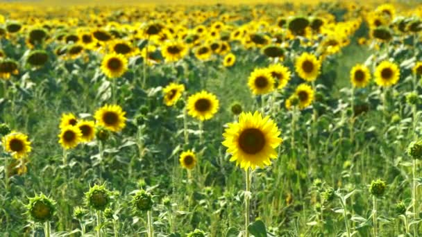 Groot veld met zonnebloemen in de middag — Stockvideo
