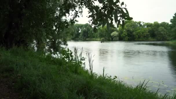 Grön gräsbevuxen flodstrand med böljande trädgrenar från vinden — Stockvideo