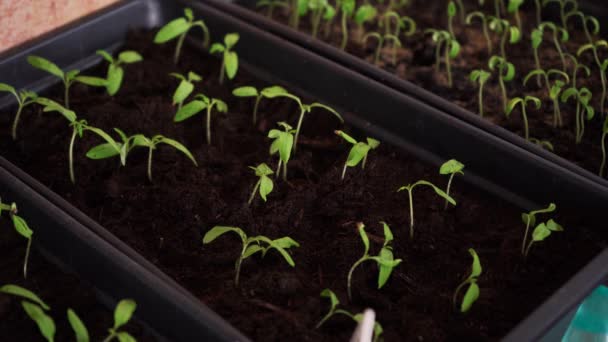 Man cares for his seedlings — Stock Video