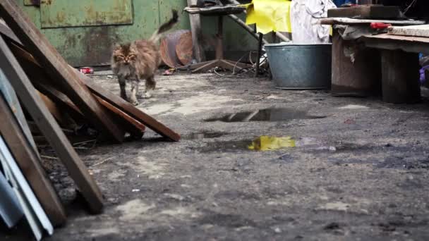 Prurito gatto cortile sulla strada — Video Stock