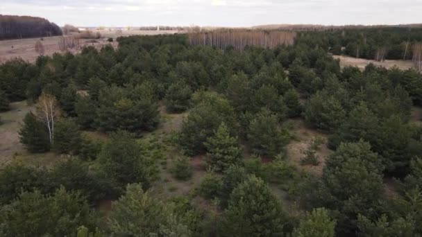 Drönarrörelse längs tallskogen. Flygfotografering — Stockvideo