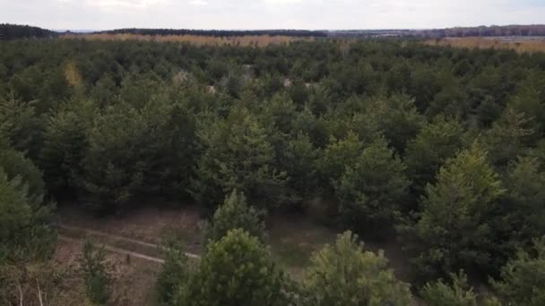 드론은 소나무 숲을 따라 이동 한다 — 비디오
