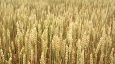 Rüzgarda sallanan buğday kulakları