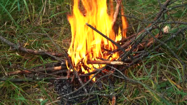 Falò ardente in mezzo alla foresta — Video Stock