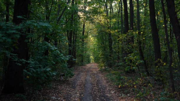 Verde bosque denso con un camino de paso en el medio — Vídeos de Stock