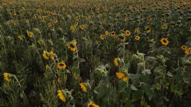4k drone video van zonnebloemenveld. Landbouw. Luchtfoto van zonnebloemen — Stockvideo