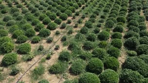 Велика ферма, що вирощує хризантеми з дрона — стокове відео