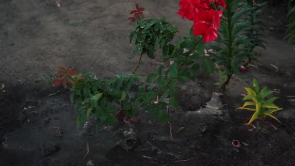 Dívka zahradník zalévání květiny v zahradě — Stock video