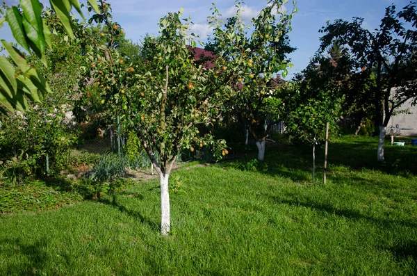 Pomar Jovem Perto Uma Casa Campo Dacha Jardim — Fotografia de Stock