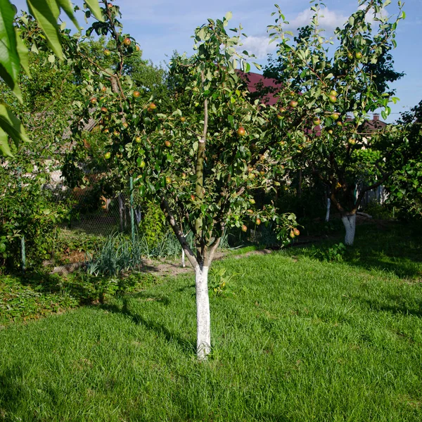 Huerto Joven Cerca Una Casa Campo Dacha Jardín —  Fotos de Stock